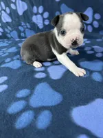 Bruno, a male Boston Terrier for sale in Merced, CA – 3 of 5