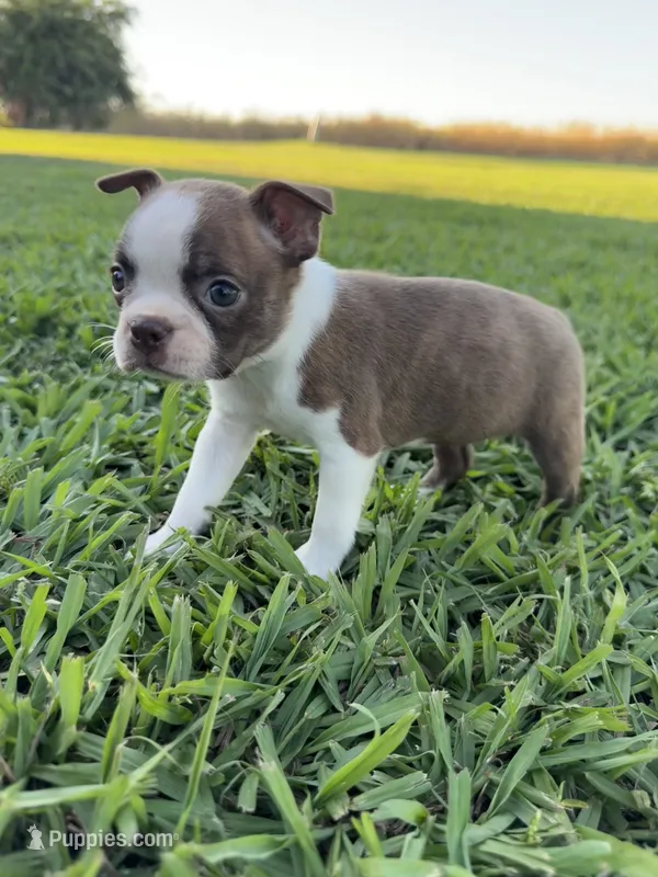 Bambi  – Boston Terrier puppy for sale in Merced, CA