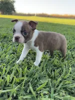 Bambi , a female Boston Terrier for sale in Merced, CA – 1 of 5