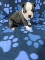 Max, a male Boston Terrier for sale in Merced, CA – 3 of 5