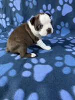 Rocky , a male Boston Terrier for sale in Merced, CA – 2 of 5