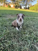 Benji, a male Boston Terrier for sale in Merced, CA – 2 of 6