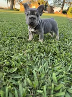 Bella, a female French Bulldog for sale in Merced, CA – 3 of 7