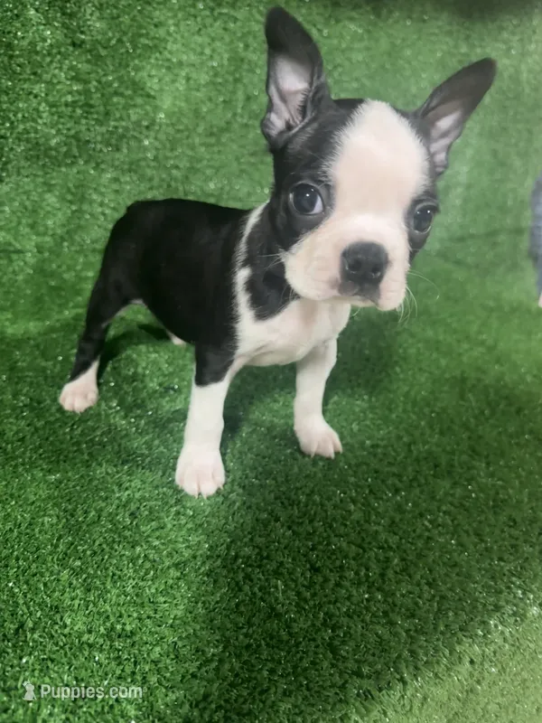 Oreo – Boston Terrier puppy for sale in Merced, CA