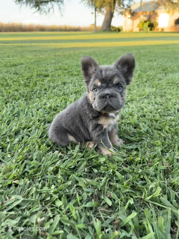 Roxie – French Bulldog puppy for sale in Merced, CA