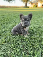 Roxie, a female French Bulldog for sale in Merced, CA – 2 of 6