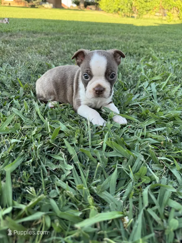Roger – Boston Terrier puppy for sale in Merced, CA
