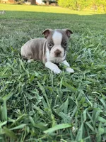 Roger, a male Boston Terrier for sale in Merced, CA – 1 of 5