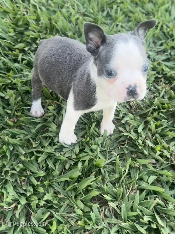 Bruno – Boston Terrier puppy for sale in Merced, CA