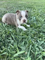 Roger, a male Boston Terrier for sale in Merced, CA – 3 of 5