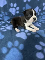 Tomy, a male Boston Terrier for sale in Merced, CA – 4 of 4
