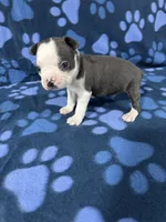 Bruno, a male Boston Terrier for sale in Merced, CA – 5 of 5