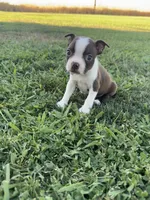 Bella, a female Boston Terrier for sale in Merced, CA – 2 of 5