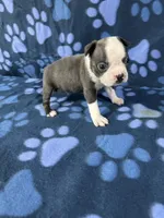 Toby , a male Boston Terrier for sale in Merced, CA – 6 of 6