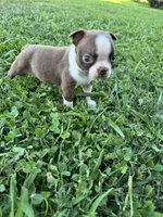 Benji, a male Boston Terrier for sale in Merced, CA – 6 of 6