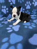 Oreo, a male Boston Terrier for sale in Merced, CA – 2 of 6
