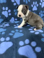 Max, a male Boston Terrier for sale in Merced, CA – 4 of 5