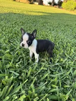 Mia, a female Boston Terrier for sale in Merced, CA – 5 of 6