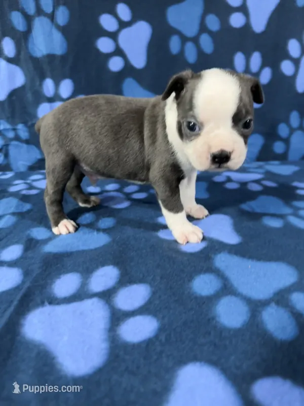 Max – Boston Terrier puppy for sale in Merced, CA