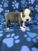 Max, a male Boston Terrier for sale in Merced, CA – 1 of 5