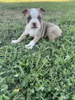 Toby, a male Boston Terrier for sale in Merced, CA – 3 of 5