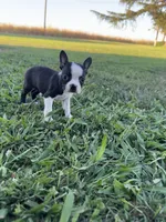 Mia, a female Boston Terrier for sale in Merced, CA – 3 of 6