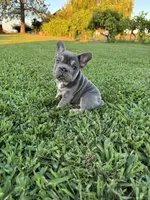 Bella, a female French Bulldog for sale in Merced, CA – 1 of 7