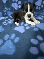 Tomy, a male Boston Terrier for sale in Merced, CA – 2 of 4