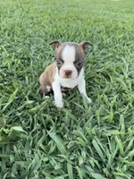Bambi , a female Boston Terrier for sale in Merced, CA – 4 of 5