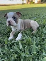 Toby , a male Boston Terrier for sale in Merced, CA – 3 of 6