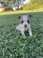 Toby , a male Boston Terrier for sale in Merced, CA – 2 of 6