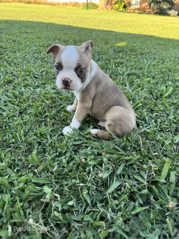 Toby  – Boston Terrier puppy for sale in Merced, CA