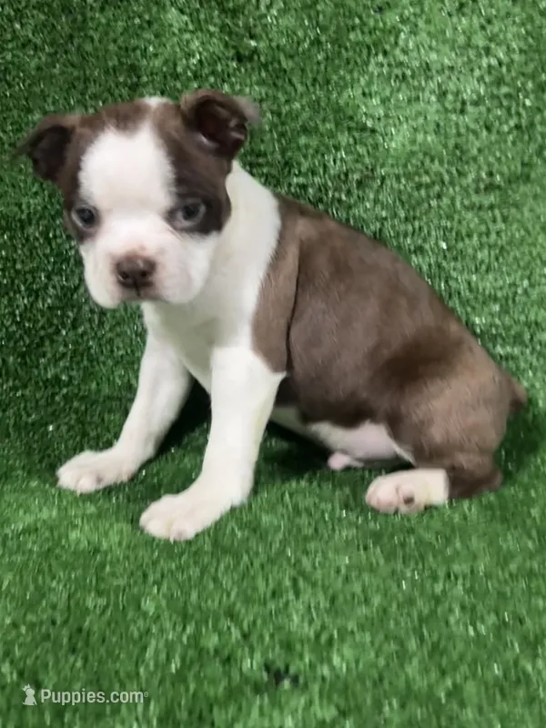 Rocky  – Boston Terrier puppy for sale in Merced, CA