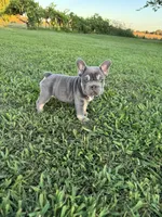 Bella, a female French Bulldog for sale in Merced, CA – 4 of 7