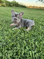 Bella, a female French Bulldog for sale in Merced, CA – 5 of 7