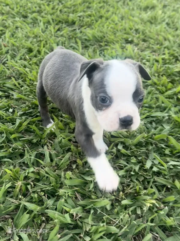 Toby  – Boston Terrier puppy for sale in Merced, CA
