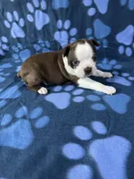 Rocky , a male Boston Terrier for sale in Merced, CA – 5 of 5