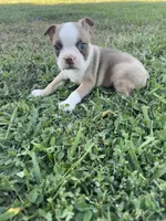 Toby, a male Boston Terrier for sale in Merced, CA – 4 of 5