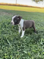 Bella, a female Boston Terrier for sale in Merced, CA – 5 of 5