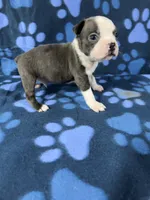 Toby , a male Boston Terrier for sale in Merced, CA – 5 of 6