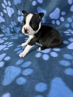 Benji , a male Boston Terrier for sale in Merced, CA – 4 of 5