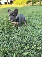 Roxie, a female French Bulldog for sale in Merced, CA – 3 of 6