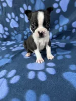 Benji , a male Boston Terrier for sale in Merced, CA – 5 of 5