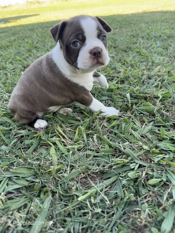 Mia – Boston Terrier puppy for sale in Merced, CA