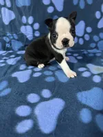 Oreo, a male Boston Terrier for sale in Merced, CA – 4 of 6