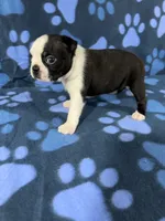 Bella, a female Boston Terrier for sale in Merced, CA – 2 of 6