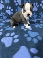 Max, a male Boston Terrier for sale in Merced, CA – 5 of 5