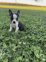 Mia, a female Boston Terrier for sale in Merced, CA – 2 of 6