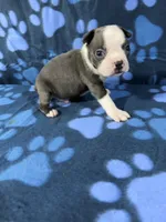 Toby , a male Boston Terrier for sale in Merced, CA – 4 of 6