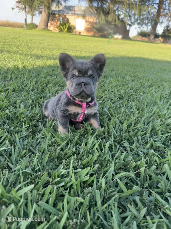 Roxie – French Bulldog puppy for sale in Merced, CA